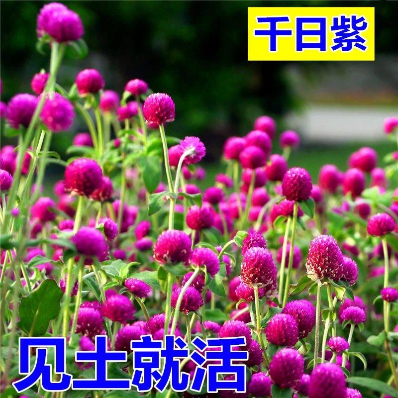 户外花种四季开花耐旱花卉种子阳台盆栽花籽千日紫千日红庭院