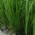 黄花鸢尾黄菖蒲水生植物基地直销