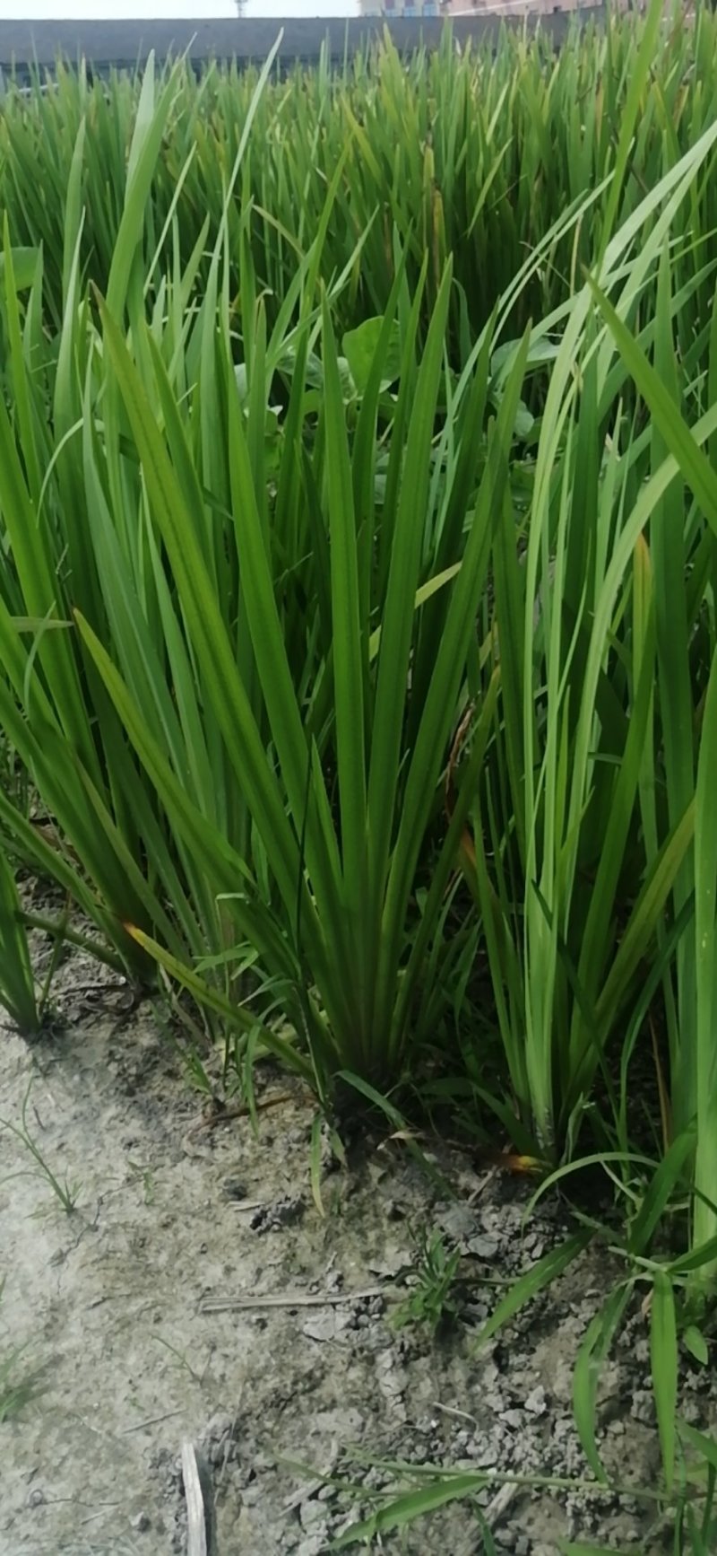 黄花鸢尾黄菖蒲水生植物基地直销