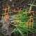 黄花鸢尾黄菖蒲水生植物基地直销