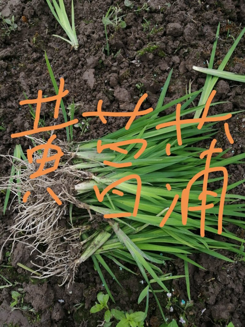 黄花鸢尾黄菖蒲水生植物基地直销