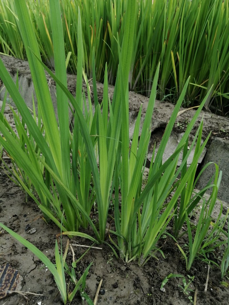 黄花鸢尾黄菖蒲水生植物基地直销