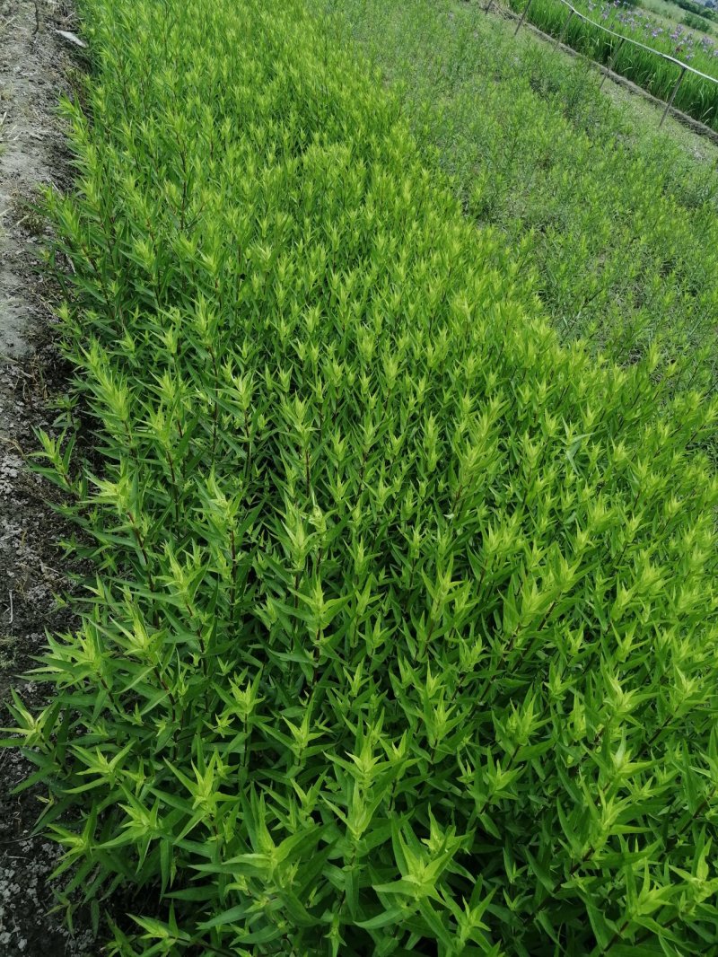 千屈菜水生植物观赏草基地直销