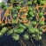 聚草狐尾藻水生植物观赏草基地直销