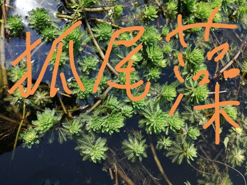 聚草狐尾藻水生植物观赏草基地直销