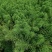 聚草狐尾藻水生植物观赏草基地直销