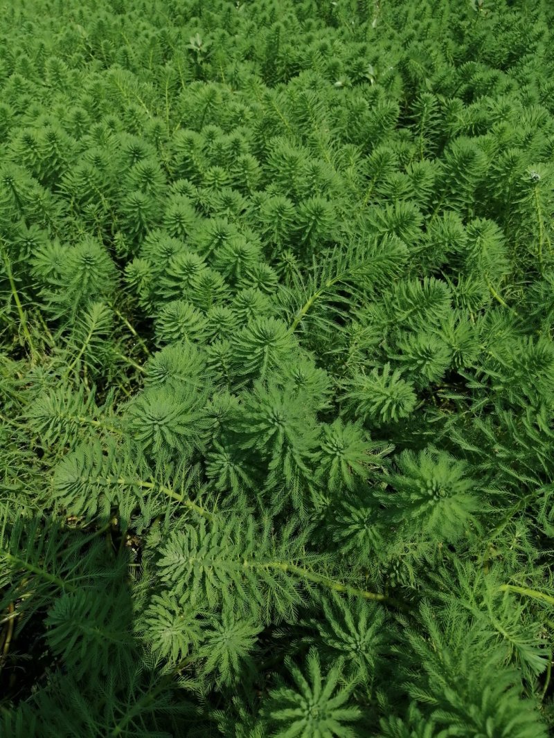 聚草狐尾藻水生植物观赏草基地直销