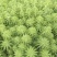 聚草狐尾藻水生植物观赏草基地直销