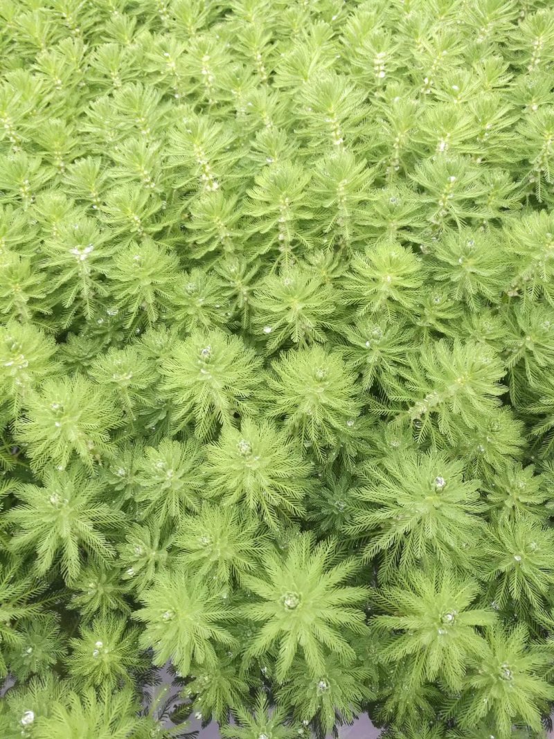 聚草狐尾藻水生植物观赏草基地直销