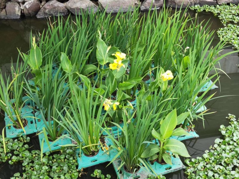 聚草狐尾藻水生植物观赏草基地直销
