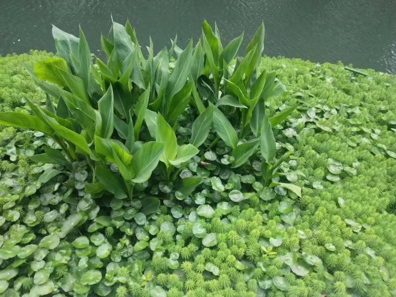 聚草狐尾藻水生植物观赏草基地直销