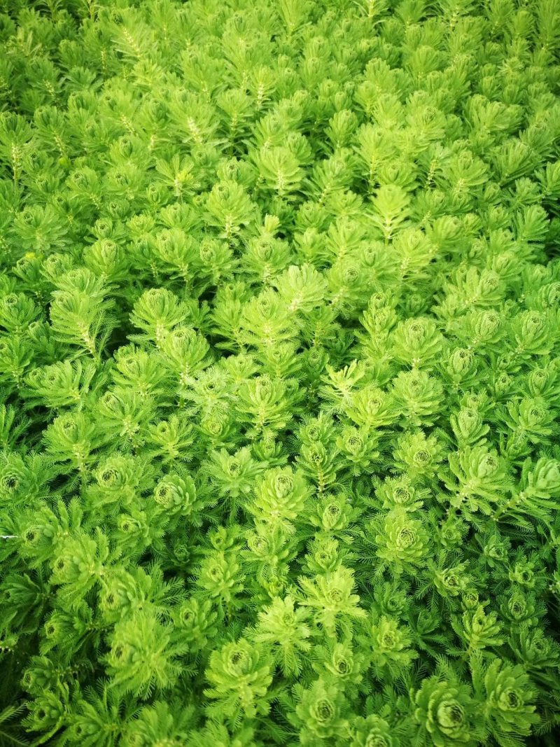 聚草狐尾藻水生植物观赏草基地直销