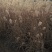 细叶芒水生植物观赏草基地直销