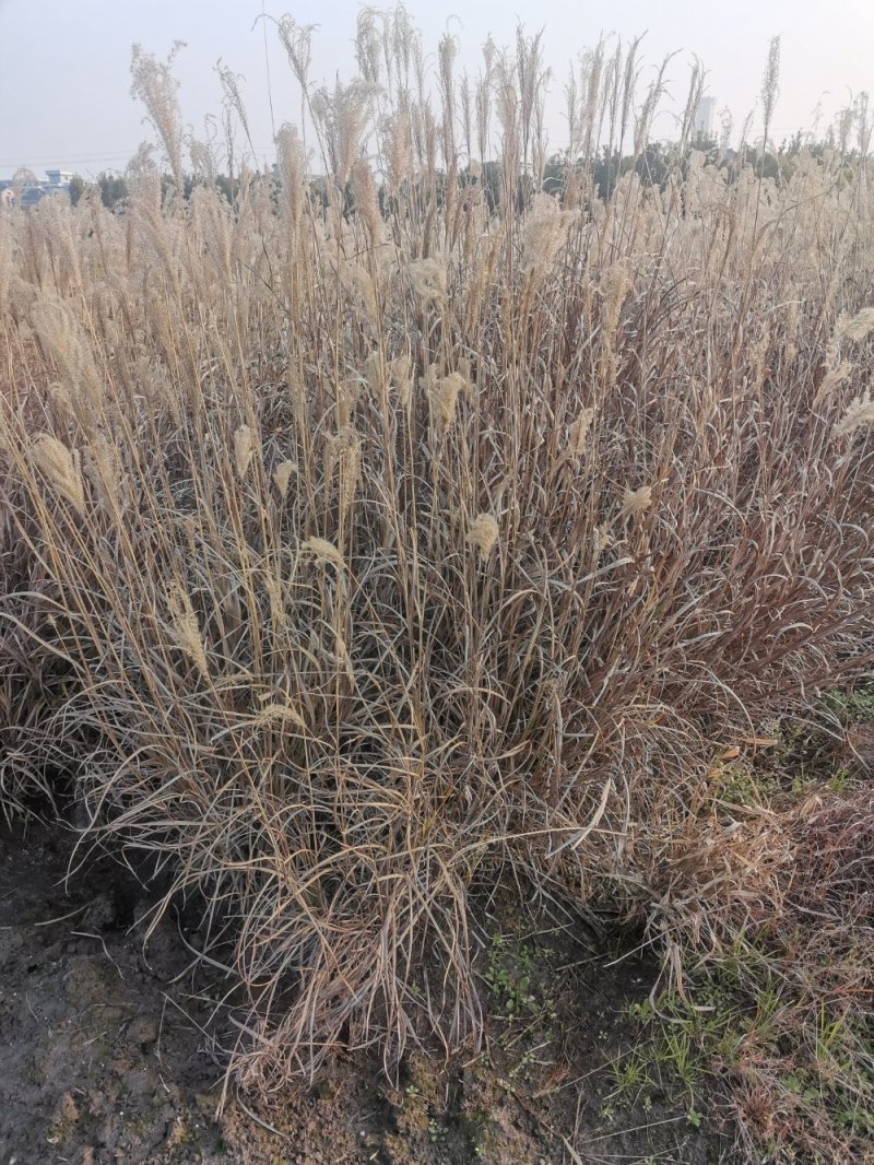 细叶芒水生植物观赏草基地直销
