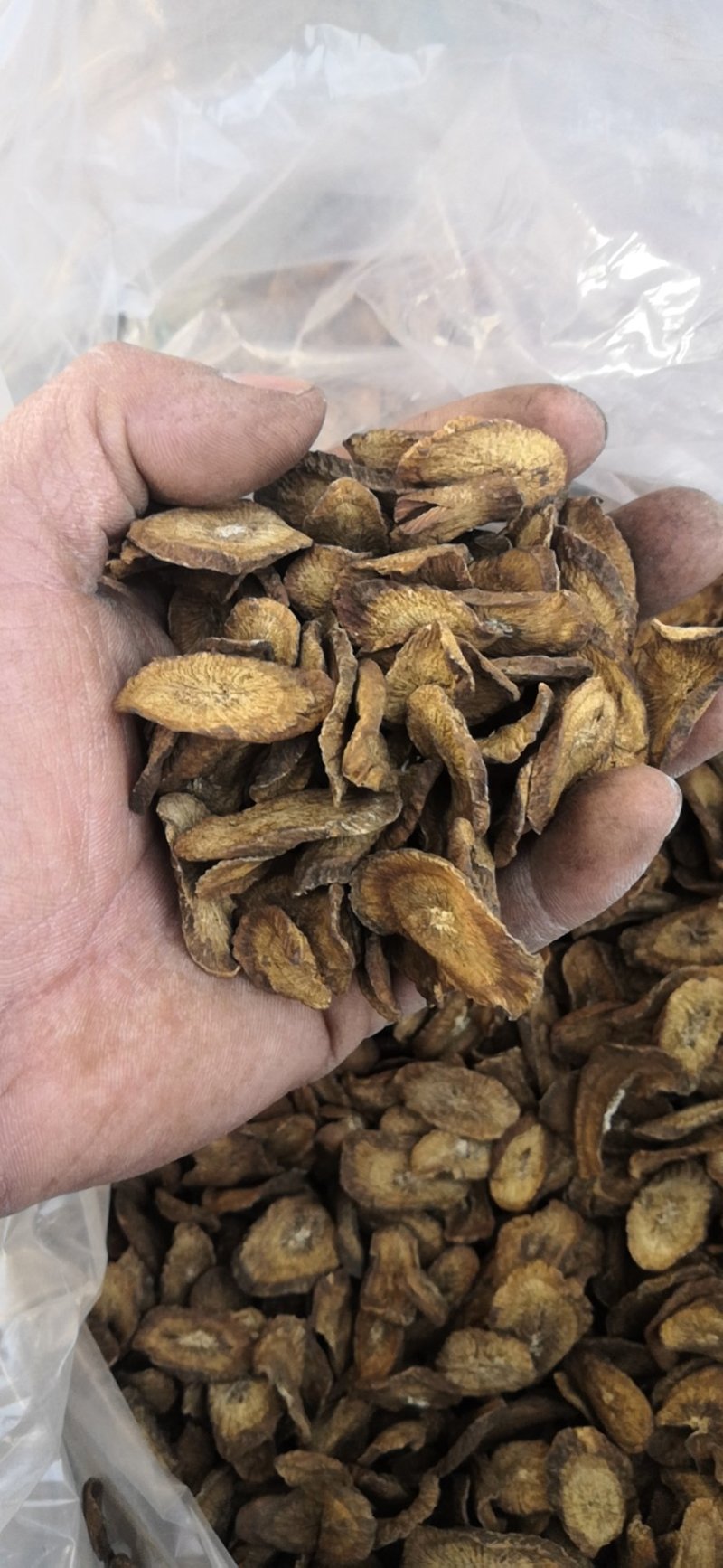 牛蒡茶