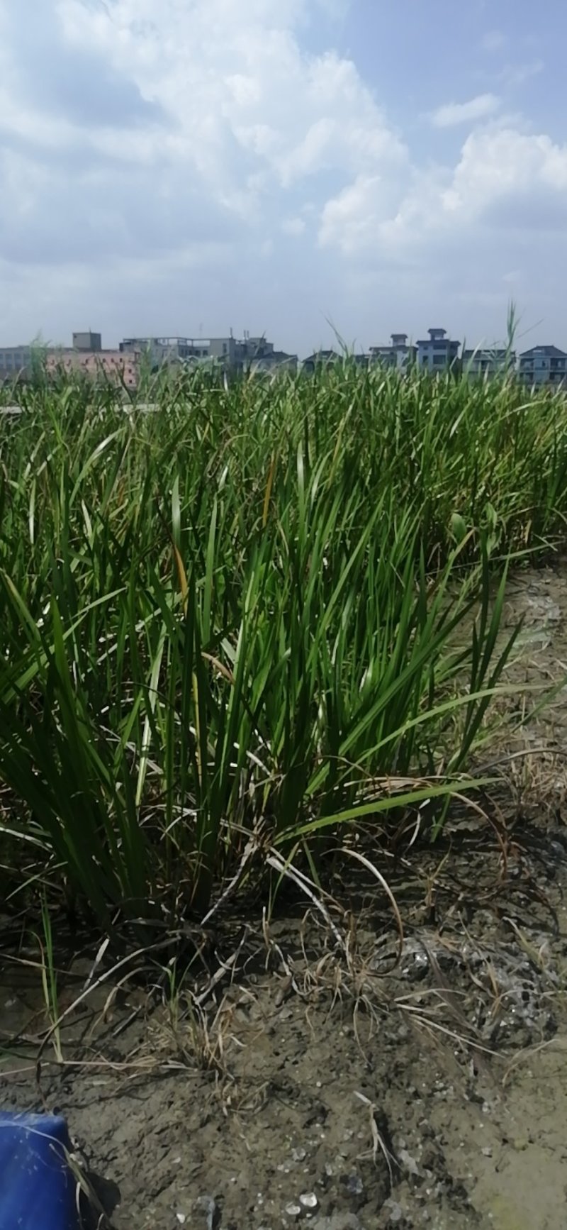 水菖蒲菖蒲水生植物观赏草基地直销