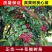 花椒树苗高产大红袍狮子头九叶青花椒苗盆栽地栽花椒树苗