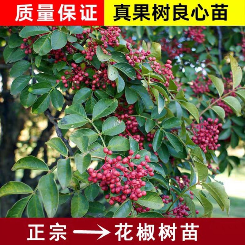 花椒树苗高产大红袍狮子头九叶青花椒苗盆栽地栽花椒树苗