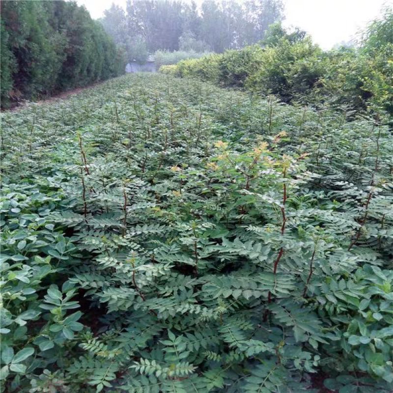 花椒树苗高产大红袍狮子头九叶青花椒苗盆栽地栽花椒树苗