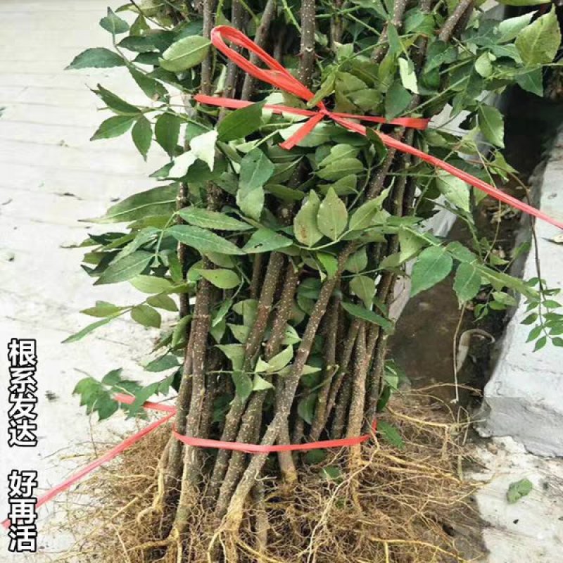 花椒树苗高产大红袍狮子头九叶青花椒苗盆栽地栽花椒树苗