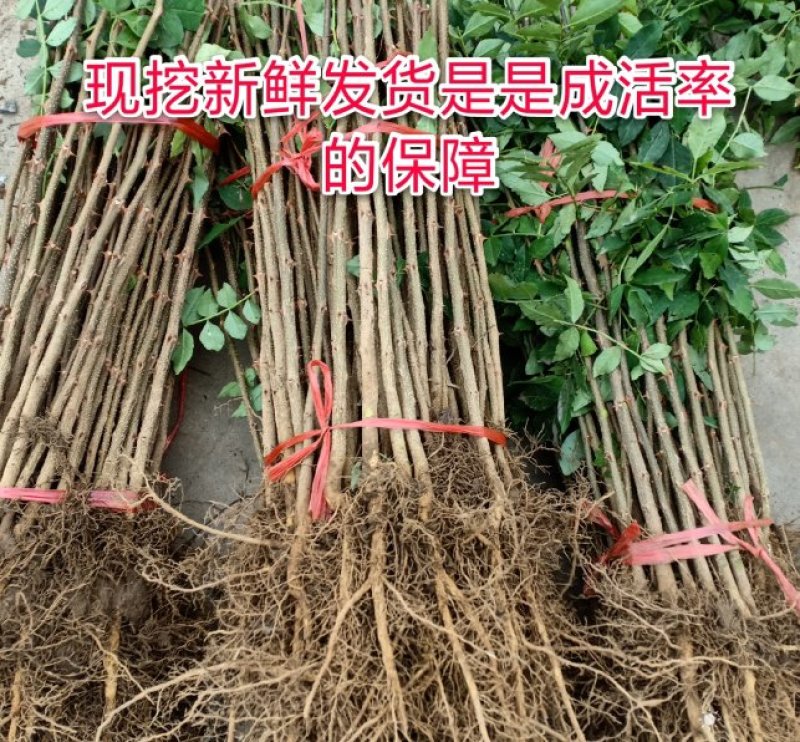 花椒树苗高产大红袍狮子头九叶青花椒苗盆栽地栽花椒树苗