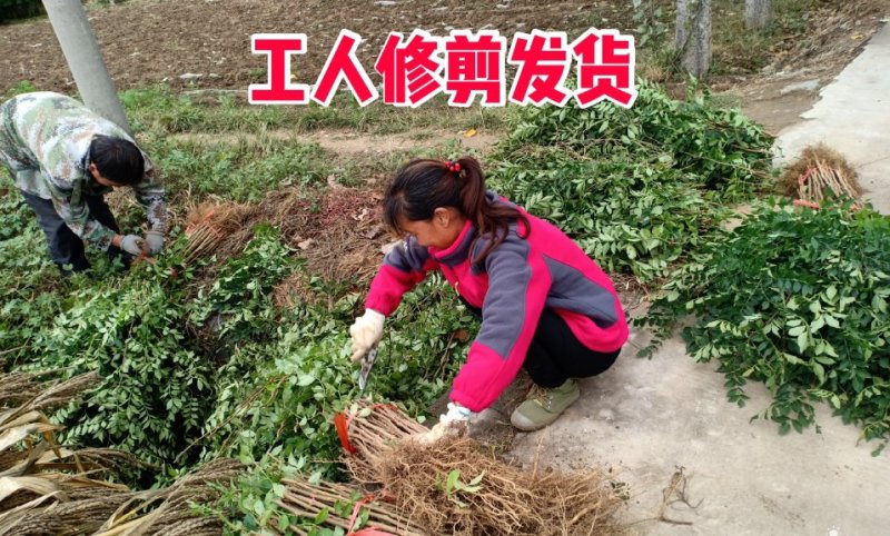 花椒树苗高产大红袍狮子头九叶青花椒苗盆栽地栽花椒树苗