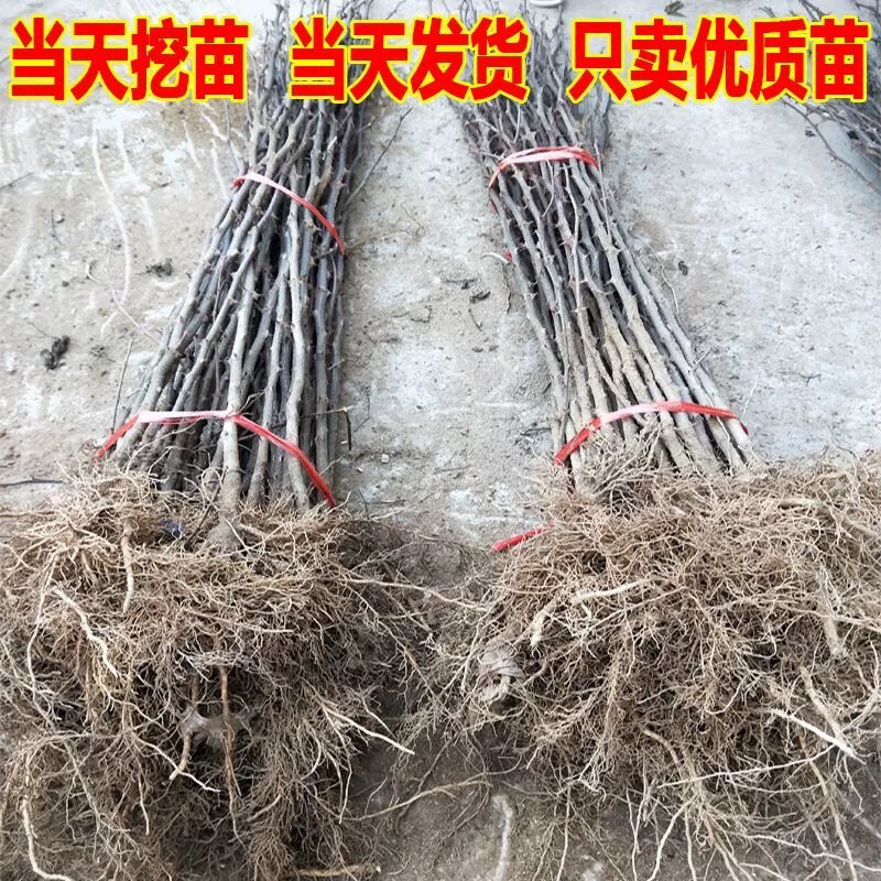 花椒树苗高产大红袍狮子头九叶青花椒苗盆栽地栽花椒树苗