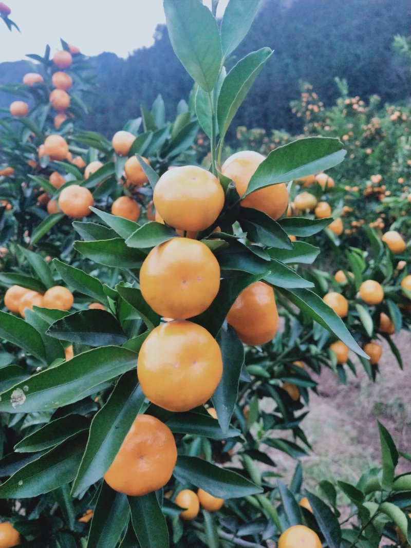 大量生态马水橘供应喜欢的祥谈招电商代理要大货的客户