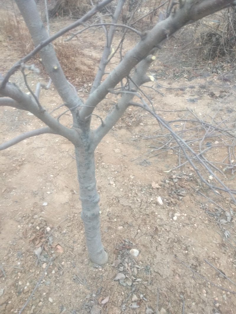 苹果树苗，大苹果树，用于占地用苗，建果园，绿化树苗