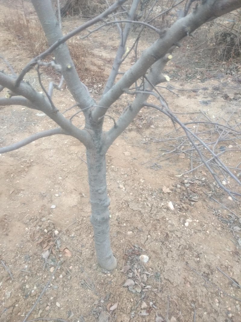 苹果树苗，大苹果树，用于占地用苗，建果园，绿化树苗