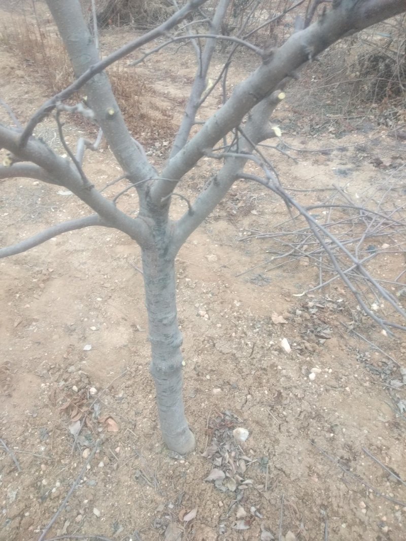 苹果树苗，大苹果树，用于占地用苗，建果园，绿化树苗