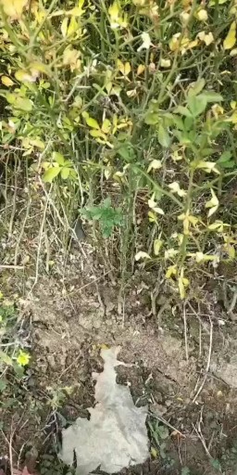 【枳壳苗】正宗枳壳苗陈刺苗用于嫁接橘子的母本常年供应