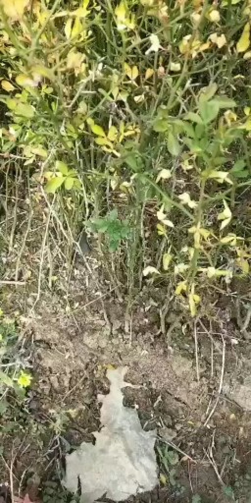 【枳壳苗】正宗枳壳苗陈刺苗用于嫁接橘子的母本常年供应