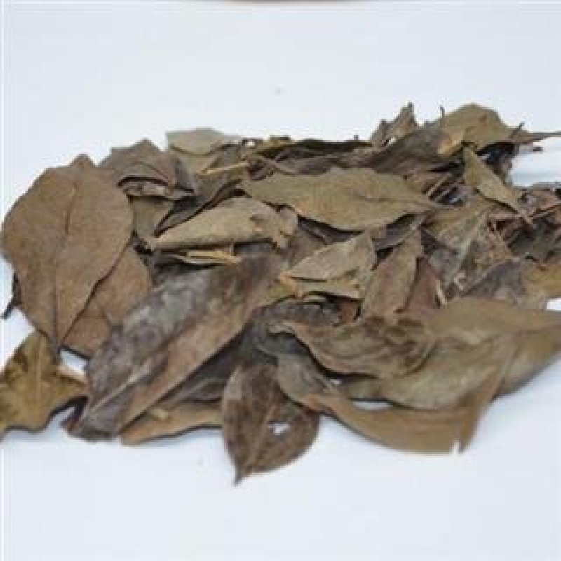 常年批发代购乌饭叶益精气，强筋骨