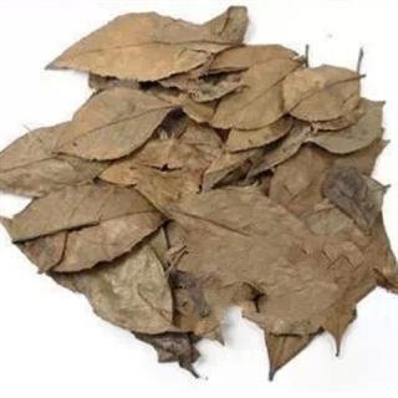 常年批发代购乌饭叶益精气，强筋骨