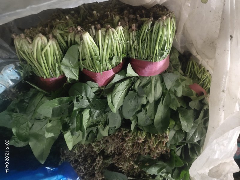 山东省聊城市万亩精品大叶菠菜，聊城专业代收