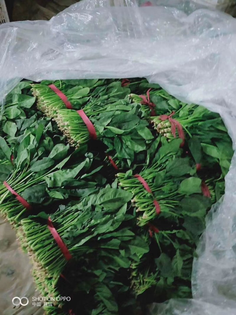 山东省聊城市万亩精品大叶菠菜，聊城专业代收