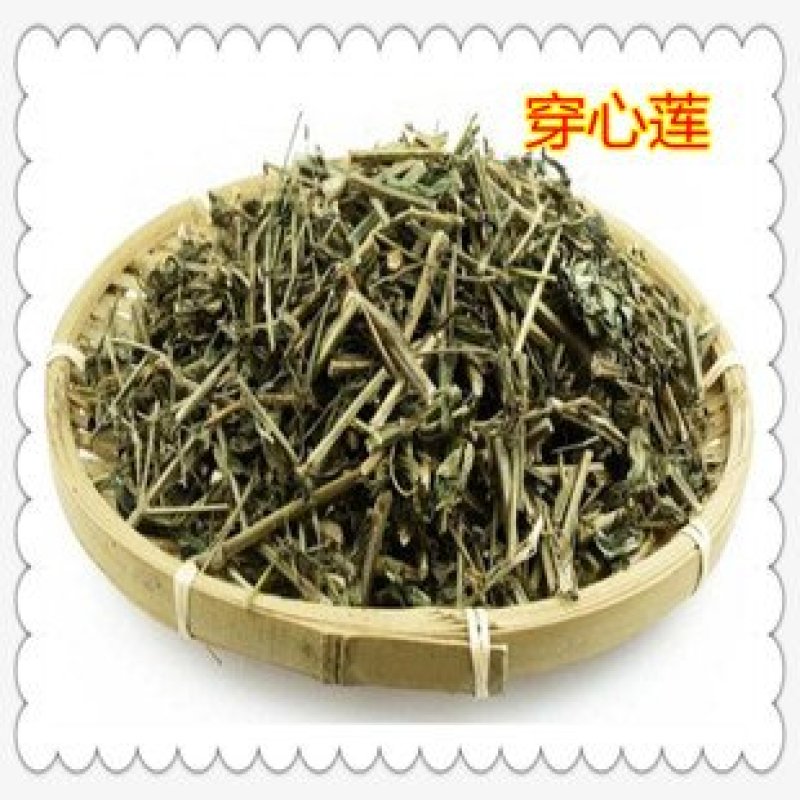 常年批发代购穿心莲量大从优