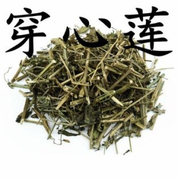 常年批发代购穿心莲量大从优