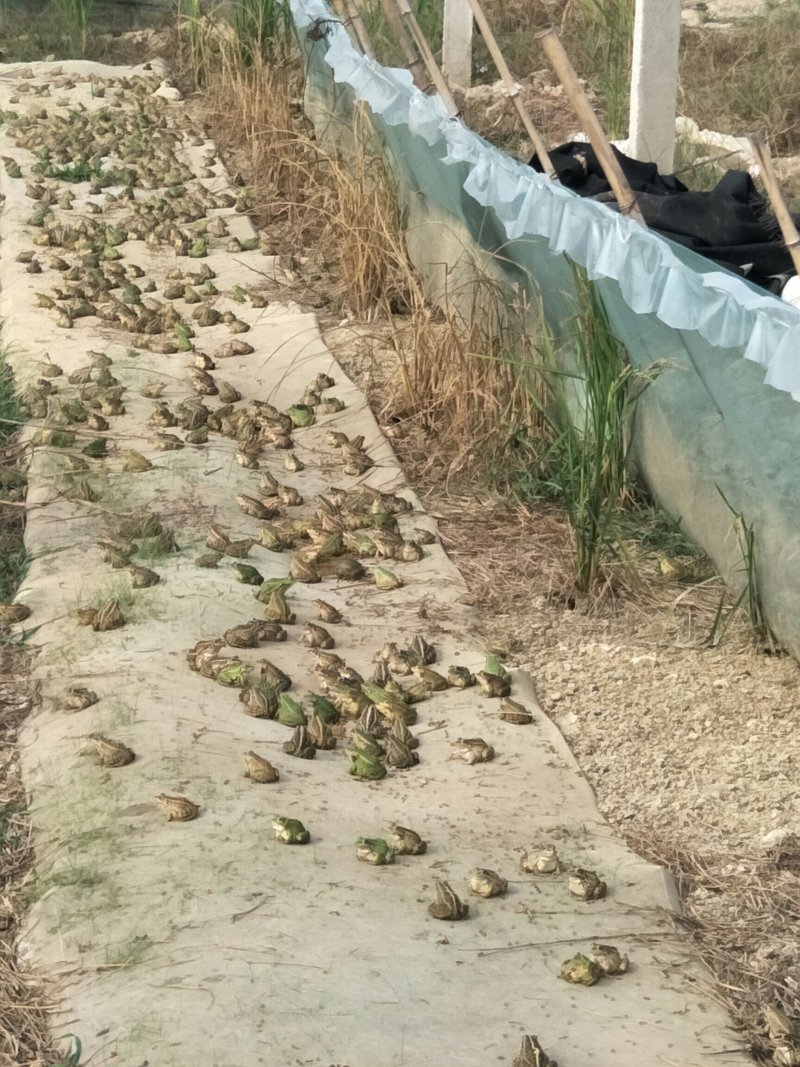 黑斑蛙苗种出售