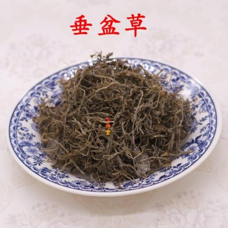 ，垂盆草，常年批发供应垂盆草量大从优