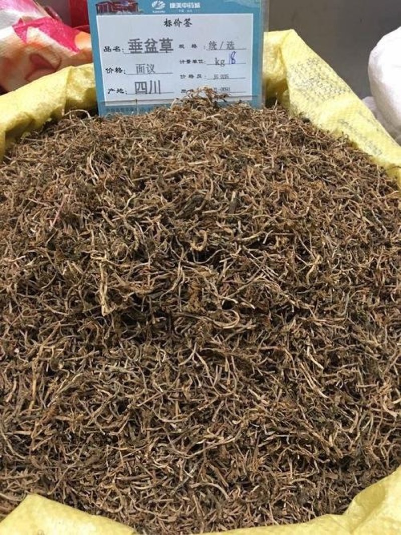 ，垂盆草，常年批发供应垂盆草量大从优