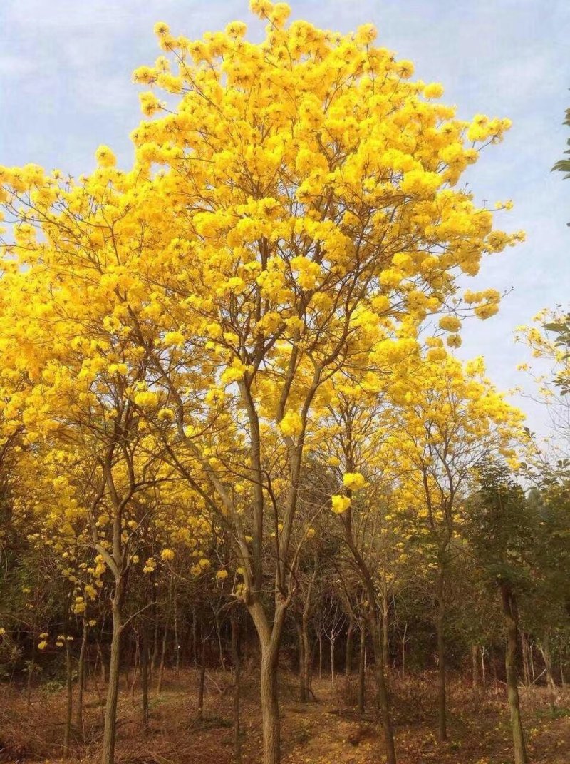 黄花风铃木，巴西风铃木，四川风铃木基地成都风铃木批发价格