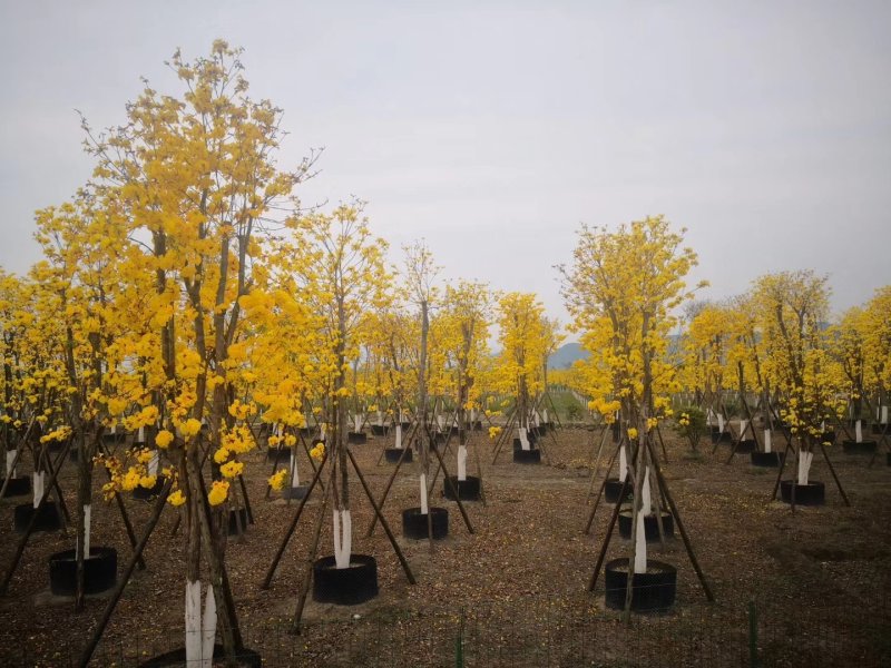 黄花风铃木，巴西风铃木，四川风铃木基地成都风铃木批发价格