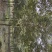 黄花风铃木，巴西风铃木，四川风铃木基地成都风铃木批发价格