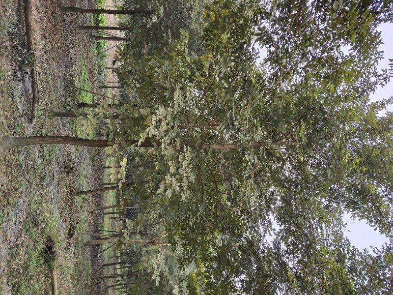 黄花风铃木，巴西风铃木，四川风铃木基地成都风铃木批发价格