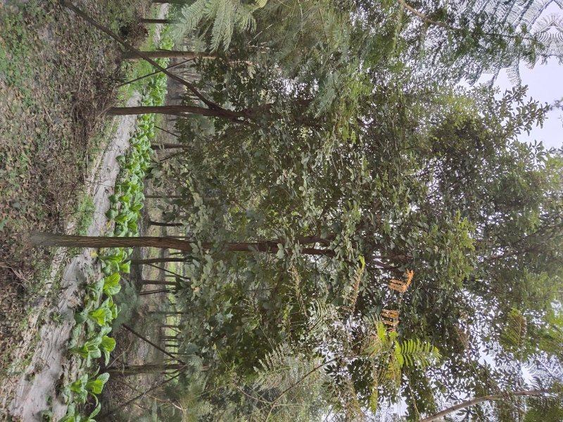 黄花风铃木，巴西风铃木，四川风铃木基地成都风铃木批发价格