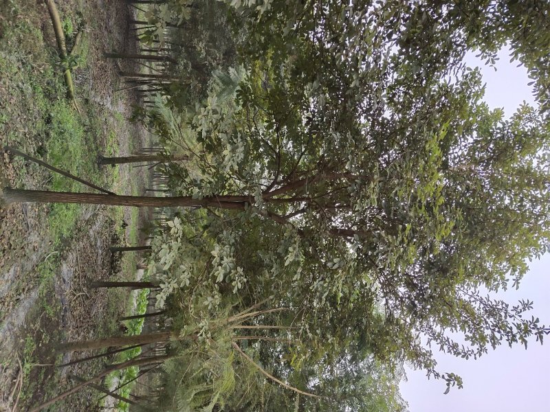 黄花风铃木，巴西风铃木，四川风铃木基地成都风铃木批发价格