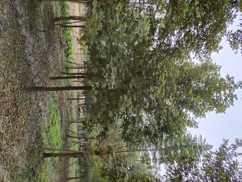 黄花风铃木，巴西风铃木，四川风铃木基地成都风铃木批发价格