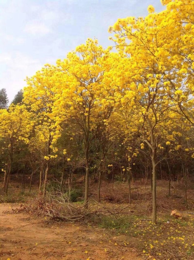 黄花风铃木，巴西风铃木，四川风铃木基地成都风铃木批发价格